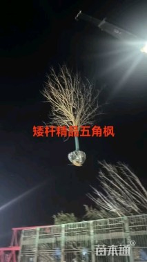 18公分五角枫