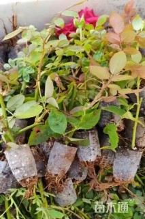 高度5厘米彩叶芋