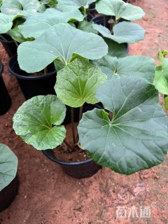 高度20厘米大吴风草