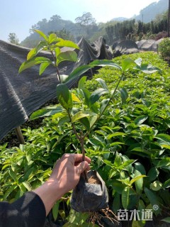 高度25厘米软枝黄蝉