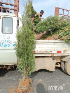 高度120厘米侧柏