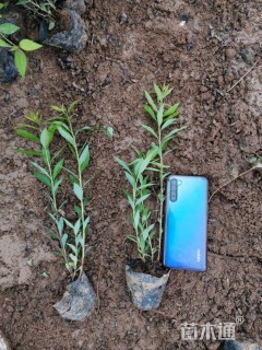 高度20厘米绣线菊