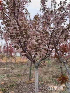 10公分普贤象樱花