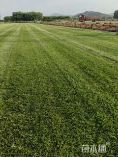 草卷状四季青草坪