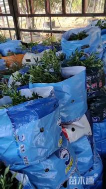 高度25厘米小叶栀子