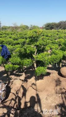 5公分造型瓜子黄杨