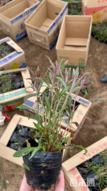 高度16厘米山桃草