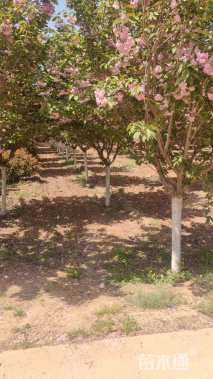 12公分日本晚樱