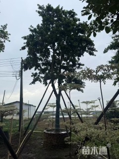 15公分红果冬青