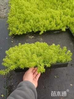 高度5厘米佛甲草