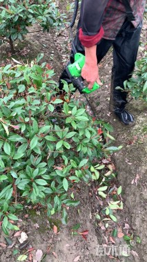 冠幅60厘米红叶石楠球