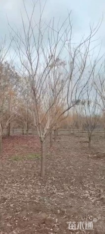 8公分金枝槐