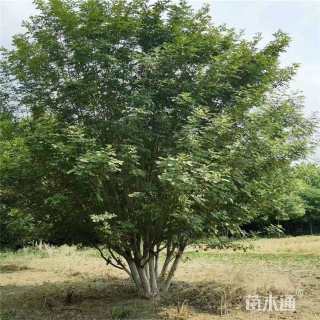 高度250厘米丛生金叶白蜡