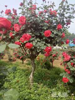 高度200厘米月季