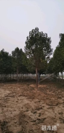 15公分速生楸树