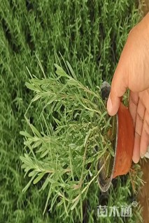 高度15厘米迷迭香