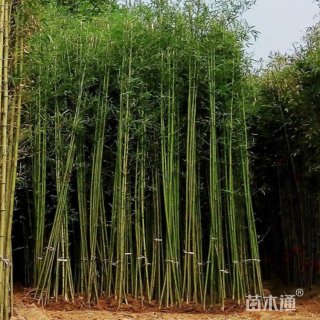 地栽苗慈孝竹