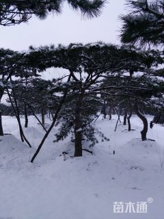 高度300厘米油松