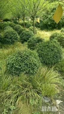 冠幅150厘米春鹃球