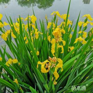 高度80厘米黄菖蒲