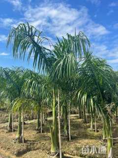 裸干高50厘米大王椰子