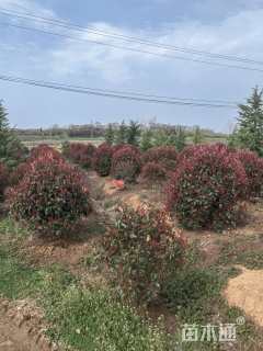 冠幅150厘米红叶石楠球