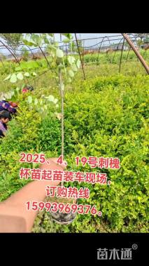 0.5公分刺槐