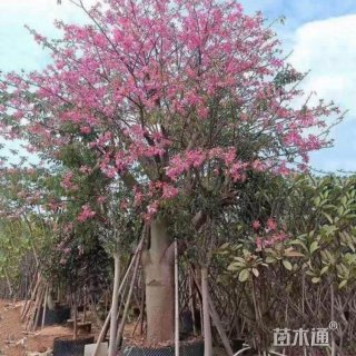 10公分美丽异木棉