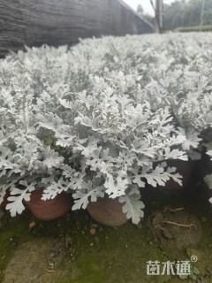 高度25厘米银叶菊