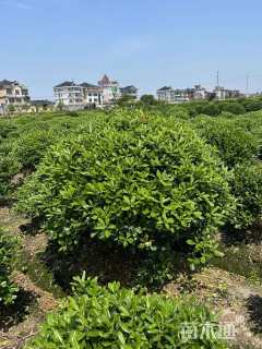 冠幅120厘米海桐球