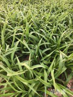 高度20厘米金娃娃萱草