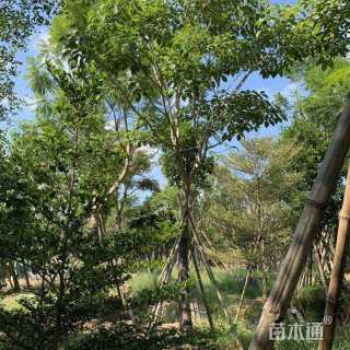 10公分红花风铃木