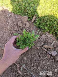 高度15厘米垂盆草