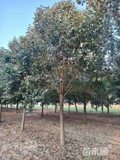 10公分大叶女贞