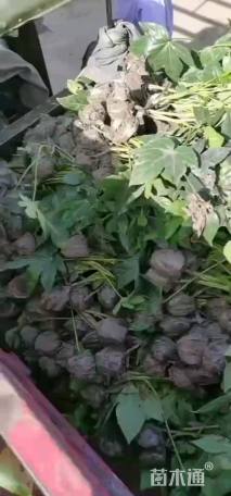 高度25厘米八角金盘