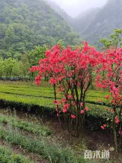 高度200厘米映山红