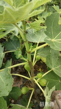 高度70厘米无花果小苗