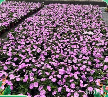 高度30厘米超级凤仙花