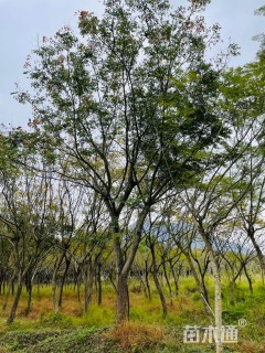 15公分台湾栾树