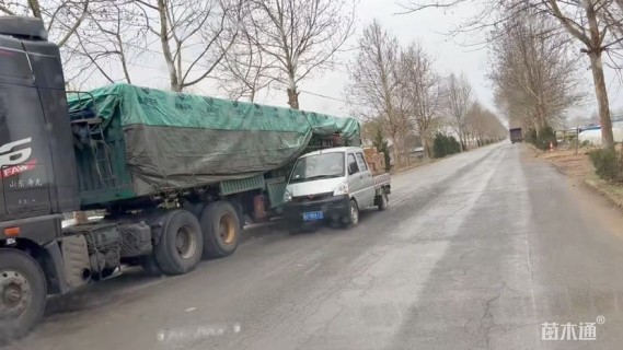 高度40厘米无尽夏绣球