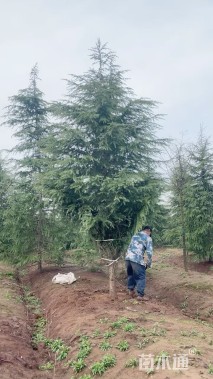 高度600厘米雪松