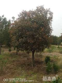 14公分红叶石楠