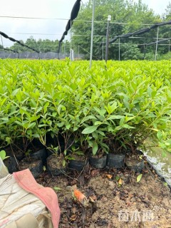 高度35厘米毛鹃小苗