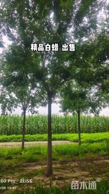 17公分绒毛白蜡