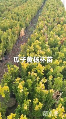 高度55厘米瓜子黄杨