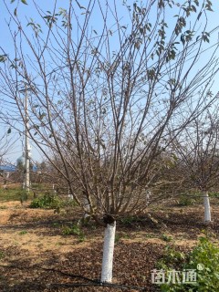 15公分染井吉野樱