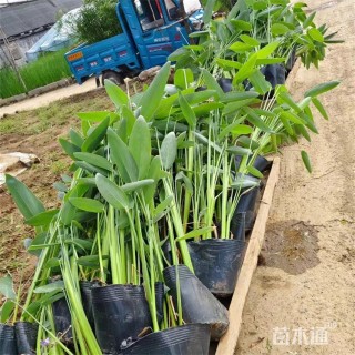 高度100厘米再力花