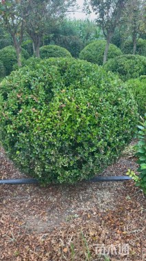 冠幅180厘米瓜子黄杨球