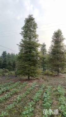 10公分乐昌含笑