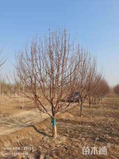 12公分绚丽海棠